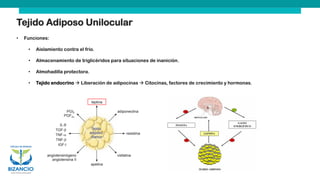 Tejido Adiposo Unilocular
• Funciones:
• Aislamiento contra el frío.
• Almacenamiento de triglicéridos para situaciones de inanición.
• Almohadilla protectora.
• Tejido endocrino → Liberación de adipocinas → Citocinas, factores de crecimiento y hormonas.
 
