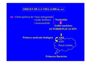 ORIGEN DE LA VIDA (3.800 m. a.)

Unión química de • base nitrogenada
                 • ácido fosfórico   Nucleótido
                 • monosacárido
                                    Ácidos nucleicos
                                AUTORREPLICACIÓN


      Primera molécula biológica    ARN
                                    ADN
                                    Pared celular



                         Primeras Bacterias
 