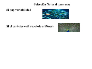 Selección Natural (Endler 1978)
Si hay variabilidad
Si el carácter está asociado al fitness
 