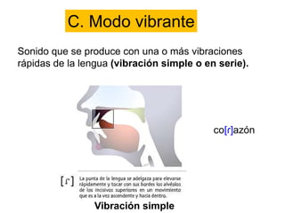 C. Modo vibrante
Sonido que se produce con una o más vibraciones
rápidas de la lengua (vibración simple o en serie).
Vibración simple
 