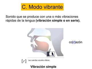 C. Modo vibrante
Sonido que se produce con una o más vibraciones
rápidas de la lengua (vibración simple o en serie).
Vibración simple
 