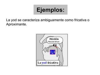 Ejemplos:
La yod se caracteriza ambiguamente como fricativa o
Aproximante.
 