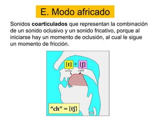 E. Modo africado
Sonidos coarticulados que representan la combinación
de un sonido oclusivo y un sonido fricativo, porque al
iniciarse hay un momento de oclusión, al cual le sigue
un momento de fricción.
 