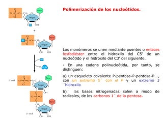 Polimerización de los nucleótidos. Los monómeros se unen mediante puentes o  enlaces fosfodiéster  entre el hidroxilo del C5' de un nucleótido y el hidroxilo del C3' del siguiente. - En una cadena polinucleótida, por tanto, se distinguen: a) un esqueleto covalente P-pentosa-P-pentosa-P..., con  un extremo 5´ con el P  y un  extremo 3´hidroxilo . b)  las bases nitrogenadas salen a modo de radicales, de los  carbonos 1´ de la pentosa.   