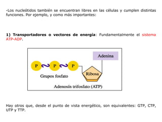 Los nucleótidos también se encuentran libres en las células y cumplen   distintas funciones. Por ejemplo, y como más importantes: 1)   Transportadores o vectores de energía :   Fundamentalmente el  sistema ATP-ADP . Hay otros que, desde el punto de vista energético, son equivalentes: GTP,   CTP, UTP y TTP. 