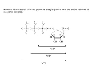 Hidrólisis del nucleosido trifosfato provee la energía química para una amplia variedad de reacciones celulares. 