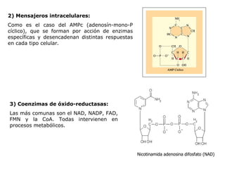 2)   Mensajeros intracelulares: Como es el caso del AMPc (adenosín-mono-P cíclico), que se forman por   acción de enzimas específicas y desencadenan distintas respuestas en cada   tipo celular. 3)   Coenzimas de óxido-reductasas: Las más comunas son el NAD, NADP, FAD, FMN y la CoA.   Todas intervienen en procesos metabólicos. Nicotinamida adenosina difosfato (NAD) 