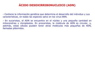 ÁCIDO DESOXIRRIBONUCLEICO (ADN) - Contiene la información genética que determina el desarrollo del individuo y   sus características, en todas las especies salvo en los virus-ARN. - En eucariotas, el ADN se encuentra en el núcleo y una pequeña cantidad en   mitocondrias y cloroplastos. En procariotas, la molécula de ADN es circular, y,   además, estas células pueden tener otras moléculas más pequeñas de ADN,   llamadas plásmidos. 