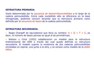 ESTRUCTURA PRIMARIA: Viene determinada por la  secuencia de desoxirribonucleótidos   a lo largo de la   cadena polinucleótida. Como cada nucleótido sólo se diferencia en la base   nitrogenada, podemos concluir diciendo que la estructura primaria viene   definida por la  secuencia de bases   de la cadena polinucleótida. ESTRUCTURA SECUNDARIA: -  R egla Chargaff de equivalencia que lleva su nombre:  A + G = T + C , es decir, el número de   bases púricas es igual al de pirimidínicas. -  Watson y Crick (1953) establecieron un   modelo para la estructura tridimensional del ADN a través del cual queda   definida su estructura secundaria. El modelo supone la existencia de dos   cadenas polinucleótidas enrolladas en espiral, una junto a la otra, y se conoce   como modelo de la  doble hélice. 