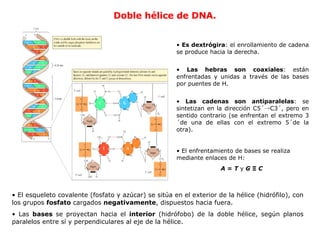 Es dextrógira : el enrollamiento de cadena se produce hacia la derecha.  Las hebras son coaxiales : están enfrentadas y unidas a través de las   bases por puentes de H. Las cadenas son antiparalelas : se sintetizan en la dirección C5´ -> C3´,   pero en sentido contrario (se enfrentan el extremo 3´de una de ellas   con el extremo 5´de la otra). El enfrentamiento de bases se realiza mediante enlaces de H:  A  =  T  y  G  Ξ  C   Doble hélice de DNA. El esqueleto covalente  (fosfato y azúcar)  se sitúa en el exterior de la hélice (hidrófilo),   con los grupos  fosfato  cargados  negativamente , dispuestos hacia fuera. Las  bases  se proyectan hacia el  interior  (hidrófobo) de la doble   hélice, según planos paralelos entre sí y perpendiculares al eje de la   hélice. 