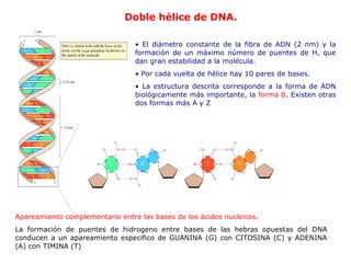 E l diámetro constante de la fibra de ADN (2   nm) y la formación de un máximo número de puentes de H, que dan gran   estabilidad a la molécula. Por cada vuelta de hélice hay 10 pares de bases. La estructura descrita corresponde a la forma de ADN biológicamente más   importante, la  forma B . Existen otras dos formas más   A  y  Z Doble hélice de DNA. Apareamiento complementario entre las bases de los ácidos nucleicos. La formación de puentes de hidrogeno entre bases de las hebras opuestas del DNA conducen a un apareamiento especifico de GUANINA (G) con CITOSINA (C) y ADENINA (A) con TIMINA (T) 
