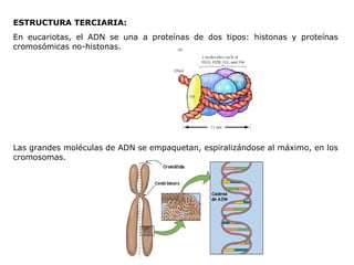 ESTRUCTURA TERCIARIA: En e ucariotas , e l ADN se una a proteínas de dos tipos: histonas y proteínas   cromosómicas no-histonas.  Las grandes moléculas de ADN se empaquetan, espiralizándose al   máximo, en los cromosomas. 