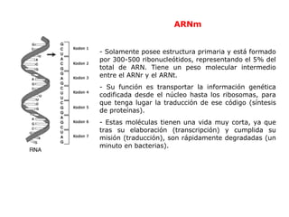 ARNm - Solamente posee estructura primaria y está formado por 300-500   ribonucleótidos, representando el 5% del total de ARN. Tiene un peso   molecular intermedio entre el ARNr y el ARNt. - Su función es transportar la información genética codificada desde el núcleo   hasta los ribosomas, para que tenga lugar la traducción de ese código (síntesis   de proteínas). - Estas moléculas tienen una vida muy corta, ya que tras su elaboración   (transcripción) y cumplida su misión (traducción), son rápidamente degradadas   (un minuto en bacterias). 