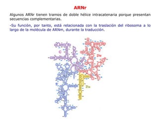 ARNr A lgunos ARNr tienen tramos de doble hélice intracatenaria porque presentan   secuencias complementarias. -Su función, por tanto, está relacionada con la traslación del ribosoma a lo   largo de la molécula de ARNm, durante la traducción. 