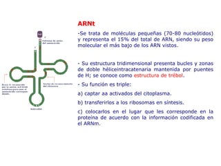 ARNt Se trata de moléculas pequeñas (70-80 nucleótidos) y representa el 15% del   total de ARN, siendo su peso molecular el más bajo de los ARN vistos.  Su estructura tridimensional presenta bucles y zonas de doble héliceintracatenaria mantenida por puentes de H; se conoce como  estructura de   trébol . - Su función es triple: a)   captar aa activados del citoplasma. b)   transferirlos a los ribosomas en síntesis. c)   colocarlos en el lugar que les corresponde en la proteína de acuerdo   con la información codificada en el ARNm. 