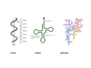 linear  trébol  globular 