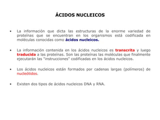 ÁCIDOS NUCLEICOS La información que dicta las estructuras de la enorme variedad de proteínas que se encuentran en los organismos está codificada en moléculas conocidas como  ácidos nucleicos . La información contenida en los ácidos nucleicos es  transcrita  y luego  traducida  a las proteínas. Son las proteínas las moléculas que finalmente ejecutarán las "instrucciones" codificadas en los ácidos nucleicos. L os ácidos nucleicos están formados por cadenas largas  (polímeros)  de  nucleótidos .  Existen dos tipos de ácidos nucleicos DNA y RNA. 