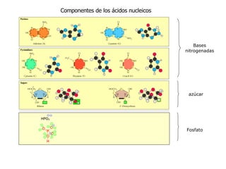Componentes de los ácidos nucleicos Bases nitrogenadas azúcar Fosfato 