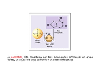 Un  nucleótido  está constituido por tres subunidades diferentes: un grupo fosfato, un azúcar de cinco carbonos y una base nitrogenada 