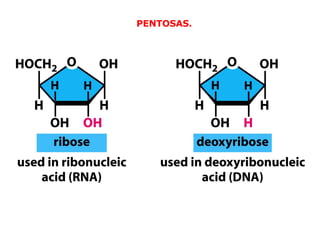 PENTOSAS. 