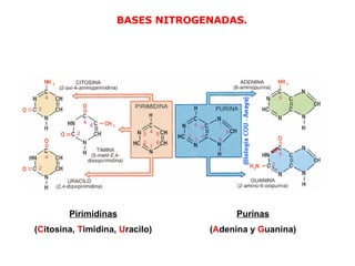 BASES NITROGENADAS. Pirimidinas ( C itosina,  T imidina,  U racilo) Purinas ( A denina y  G uanina) 