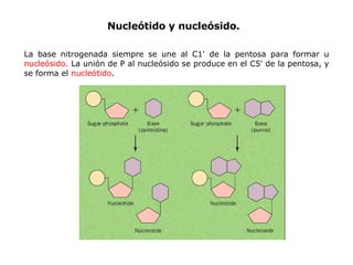 Nucleosidos y nucleotidos Nucleótido y nucleósido. La base nitrogenada siempre se une al C1' de la pentosa para formar u   nucleósido.  La unión de P al nucleósido se produce en el C5' de la pentosa, y se   forma el  nucleótido . 