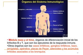 • Médula ósea y el timo, órganos de diferenciación inicial de los
linfocitos B y T, que son los ejecutores de la respuesta inmune.
•Otros órganos son los vasos linfáticos, ganglios linfáticos, bazo,
amígdalas, apéndice, placas de Peyer, adenoides y los acúmulos
linfoides asociados a los bronquios.                              14
 