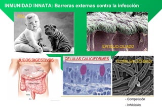 INMUNIDAD INNATA: Barreras externas contra la infección

     PIEL




                                        EPITELIO CILIADO


     JUGOS DIGESTIVOS   CÉLULAS CALICIFORMES
                                               FLORA BACTERIANA




                                                   - Competición
                                                   - Inhibición
 