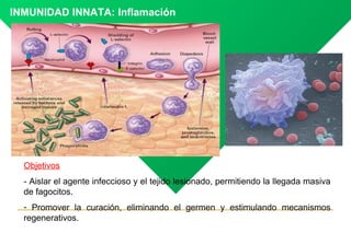 INMUNIDAD INNATA: Inflamación




  Objetivos
  - Aislar el agente infeccioso y el tejido lesionado, permitiendo la llegada masiva
  de fagocitos.
  - Promover la curación, eliminando el germen y estimulando mecanismos
  regenerativos.
 