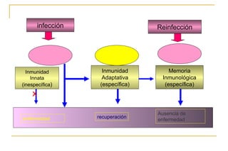 infección                   Reinfección




  Inmunidad           Inmunidad         Memoria
    Innata            Adaptativa     Inmunológica
(inespecífica)       (específica)     (específica)
    x

                                    Ausencia de
enfermedad          recuperación
                                    enfermedad
 