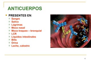 ANTICUERPOS
   PRESENTES EN:
       Sangre
       Saliva
       Lágrimas
       Moco nasal
       Moco traqueo – bronquial
       LCR
       Líquidos intestinales
       Bilis
       Orina
       Leche, calostro



                                   42
 