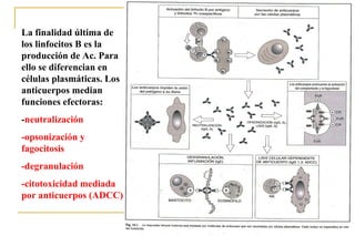 La finalidad última de
los linfocitos B es la
producción de Ac. Para
ello se diferencian en
células plasmáticas. Los
anticuerpos median
funciones efectoras:
-neutralización
-opsonización y
fagocitosis
-degranulación
-citotoxicidad mediada
por anticuerpos (ADCC)


                           47
 