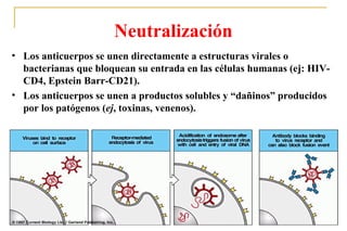 Neutralización
• Los anticuerpos se unen directamente a estructuras virales o
  bacterianas que bloquean su entrada en las células humanas (ej: HIV-
  CD4, Epstein Barr-CD21).
• Los anticuerpos se unen a productos solubles y “dañinos” producidos
  por los patógenos (ej, toxinas, venenos).




                                                                    48
 