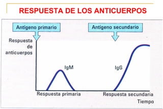 RESPUESTA DE LOS ANTICUERPOS




                               53
 