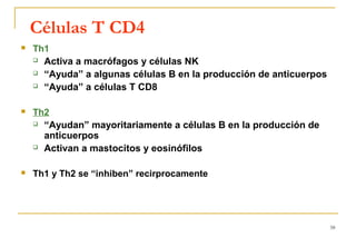 Células T CD4
   Th1
     Activa a macrófagos y células NK

     “Ayuda” a algunas células B en la producción de anticuerpos

     “Ayuda” a células T CD8



   Th2
     “Ayudan” mayoritariamente a células B en la producción de

      anticuerpos
     Activan a mastocitos y eosinófilos



   Th1 y Th2 se “inhiben” recirprocamente




                                                                    58
 