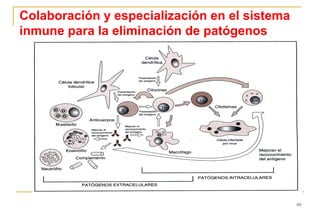 Colaboración y especialización en el sistema
inmune para la eliminación de patógenos




                                               60
 