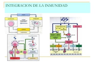 INTEGRACION DE LA INMUNIDAD
 