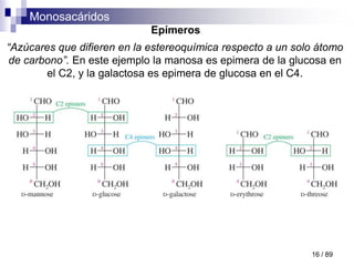 Monosacáridos
16 / 89
Epímeros
“Azúcares que difieren en la estereoquímica respecto a un solo átomo
de carbono”. En este ejemplo la manosa es epimera de la glucosa en
el C2, y la galactosa es epimera de glucosa en el C4.
 