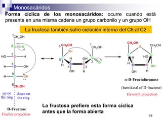 Monosacáridos
19
La fructosa también sufre ciclación interna del C5 al C2
Forma cíclica de los monosacáridos: ocurre cuando está
presente en una misma cadena un grupo carbonilo y un grupo OH
La fructosa prefiere esta forma cíclica
antes que la forma abierta
 