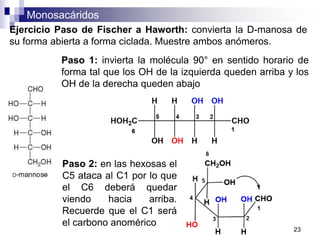 Monosacáridos
23
Ejercicio Paso de Fischer a Haworth: convierta la D-manosa de
su forma abierta a forma ciclada. Muestre ambos anómeros.
Paso 1: invierta la molécula 90° en sentido horario de
forma tal que los OH de la izquierda queden arriba y los
OH de la derecha queden abajo
Paso 2: en las hexosas el
C5 ataca al C1 por lo que
el C6 deberá quedar
viendo hacia arriba.
Recuerde que el C1 será
el carbono anomérico
 