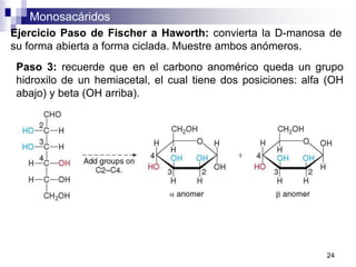 Monosacáridos
24
Ejercicio Paso de Fischer a Haworth: convierta la D-manosa de
su forma abierta a forma ciclada. Muestre ambos anómeros.
Paso 3: recuerde que en el carbono anomérico queda un grupo
hidroxilo de un hemiacetal, el cual tiene dos posiciones: alfa (OH
abajo) y beta (OH arriba).
 