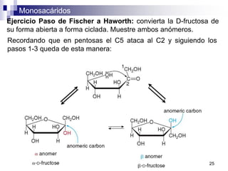 Monosacáridos
25
Ejercicio Paso de Fischer a Haworth: convierta la D-fructosa de
su forma abierta a forma ciclada. Muestre ambos anómeros.
Recordando que en pentosas el C5 ataca al C2 y siguiendo los
pasos 1-3 queda de esta manera:
 