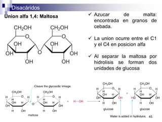 Disacáridos
45
Union alfa 1,4: Maltosa  Azucar de malta:
encontrada en granos de
cebada.
 La union ocurre entre el C1
y el C4 en posicion alfa
 Al separar la maltosa por
hidrolisis se forman dos
unidades de glucosa
 