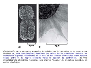 Comparación de la cromatina extendida interfásica con la cromatina en un cromosoma mitótico.   (A) Una microfotografia electrónica de barrido de un cromosoma mitótico: un cromosoma duplicado condensado en el que los dos nuevos cromosomas están todavía unidos entre sí. La región contraída indica la posición del centromero.  (B) Una microfotografia electrónica mostrando una enorme “maraña” de cromatina extendida en núcleo interfásico.  