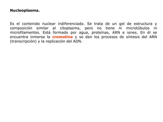 Nucleoplasma. Es el contenido nuclear indiferenciado. Se trata de un gel de estructura y composición similar al citoplasma, pero no tiene ni microtúbulos ni microfilamentos. Está formado por agua, proteínas, ARN e iones. En él se encuentra inmersa la  cromatina   y se dan los procesos de síntesis del ARN (transcripción) y la replicación del ADN. 