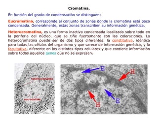 Cromatina. En función del grado de condensación se distinguen: Eucromatina ,   c orresponde al conjunto de zonas donde la cromatina está poco condensada.   Generalmente, estas zonas transcriben su información genética. H eterocromatina,  es una forma inactiva condensada localizada sobre todo en la periferia del núcleo, que se tiñe fuertemente con las coloraciones. La heterocromatina puede ser de dos tipos diferentes: la  constitutiva , idéntica para todas las células del organismo y que carece de información genética, y la  facultativa , diferente en los distintos tipos celulares y que contiene información sobre todos aquellos  genes  que no se expresan. 