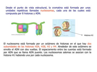 El nucleosoma está formado por un octámero de histonas en el que hay  dos subunidades de las histonas H2A, H2B, H3 y H4.  Alrededor de este octámero se enrolla el ADN con dos vueltas. El espaciamento entre las cuentas está formado por ADN que se llama ADN puente. Los nucleosomas  ademas se asocian con  la histona H1 habiendo una por cada nucleosoma. Desde el punto de vista estructural, la cromatina está formada por unas unidades   repetitivas llamadas  nucleosomas , cada una de las cuales está compuesta por 8   histonas y ADN. Histona H1 