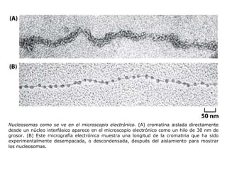 Nucleosomas como se ve en el microscopio electrónico.  (A) cromatina aislada directamente desde un núcleo interfásico aparece en el microscopio electrónico como un hilo de 30 nm de grosor. (B) Este micrografía electrónica muestra una longitud de la cromatina que ha sido experimentalmente desempacada, o descondensada, después del aislamiento para mostrar los nucleosomas.  
