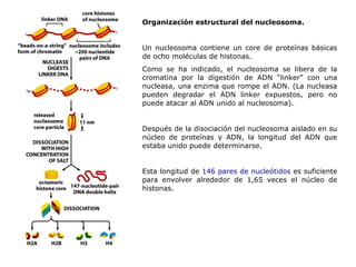Organización estructural del nucleosoma. Un nucleosoma contiene un core de proteínas básicas de ocho moléculas de histonas. Como se ha indicado, el nucleosoma se libera de la cromatina por la digestión de ADN “linker” con una nucleasa, una enzima que rompe el ADN. (La nucleasa pueden degradar el ADN linker expuestos, pero no puede atacar al ADN unido al nucleosoma). Después de la disociación del nucleosoma aislado en su núcleo de proteínas y ADN, la longitud del ADN que estaba unido puede determinarse. Esta longitud de  146 pares de nucleótidos  es suficiente para envolver alrededor de 1,65 veces el núcleo de histonas. 