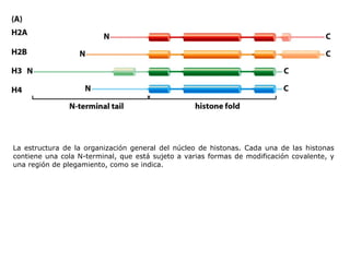 La estructura de la organización general del núcleo de histonas. Cada una de las histonas contiene una cola N-terminal, que está sujeto a varias formas de modificación covalente, y una región de plegamiento, como se indica. 